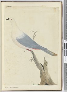 F.11 Galamb. Új-Kaledónia, 1772-75 (wc) alkotó: Isaac Smith