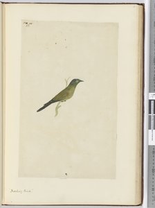 F.22 Gúnyos madár, 1772-75 (wc) alkotó: Isaac Smith