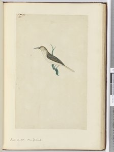 F.23 Kis kakukk. Új-Zéland, 1772-75 (wc)