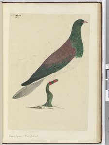F.26 Erdei galamb. Új-Zéland, 1772-75 (wc)