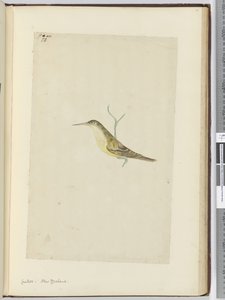 F.28 Kakukk. Új-Zéland, 1772-75 (wc) alkotó: Isaac Smith