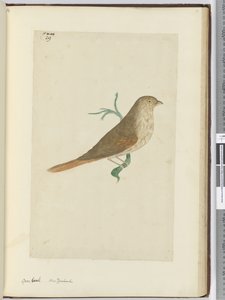 F.29 Durva csőr. Új-Zéland, 1772-75 (wc) alkotó: Isaac Smith