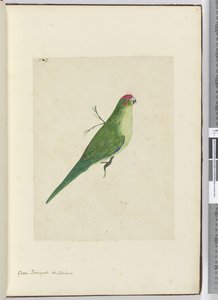 F.2 Zöld parketta. Új-Zéland, 1772-75 (wc) alkotó: Isaac Smith