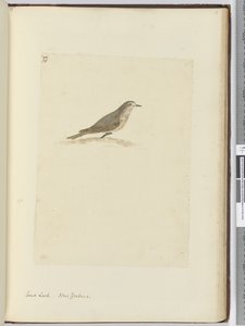 F.31 Homokpacsora. Új-Zéland, 1772-75 (wc) alkotó: Isaac Smith
