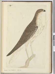 F.32 Hawk. Új-Kaledónia. (1774. szept.), 1772-75 (wc) alkotó: Isaac Smith