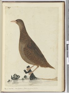F.33 Sín vagy fa tyúk. Új Zéland. (Kis patakokról táplálkozik), 1772-75 (wc)