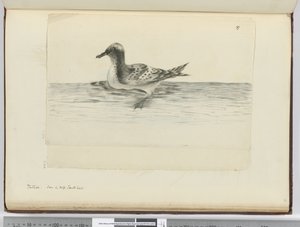 F.37a Pintado. Látva a magas déli szélességben, 1772-75 (wc) alkotó: Isaac Smith