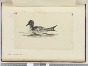 F.37b Pintado. Látva a magas déli szélességben, 1772-75 (wc) alkotó: Isaac Smith