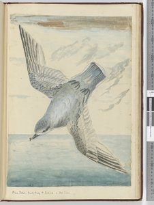 F.40 Kék petrel. Dusky Bay Új-Zéland. In high S. lat., 1772-75 (wc) alkotó: Isaac Smith