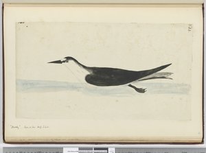 F.44 Noddy. Tenger magasságában S. lat., 1772-75 (wc) alkotó: Isaac Smith