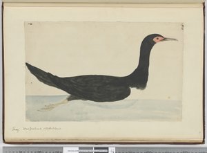 F.48 Shag. Új-Zéland és Staten Island, 1772-75 (wc) alkotó: Isaac Smith