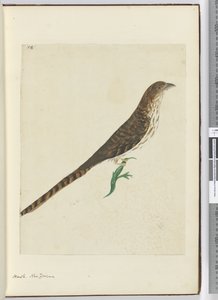 F.4 Hawk. Új-Zéland, 1772-75 (wc) alkotó: Isaac Smith