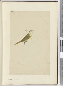 F.5 Kis kakukk. Új-Zéland, 1772-75 (wc) alkotó: Isaac Smith