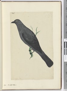 F.6 Varjú. Új-Kaledónia, 1772-75 (wc) alkotó: Isaac Smith