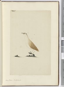 F.8 Kis lile. Új-Zéland, 1772-75 (wc) alkotó: Isaac Smith