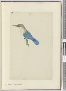 F.9 Királyhalász. Új-Zéland, 1772-75 (wc) alkotó: Isaac Smith