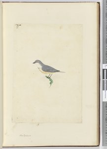 f.17 Azonosítatlan új-zélandi madár, 1772-75 (wc) alkotó: Isaac Smith