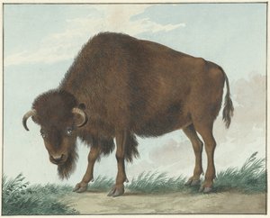 Bölény alkotó: Isaac van Haastert
