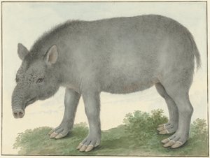 Tapír alkotó: Isaac van Haastert