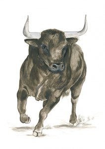 A rohamozó bika ereje