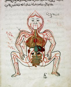 Arab orvoslás: „” vérkeringés és emésztőrendszer”” Mansur (Mansur) ibn Ilyas (1390 körül) „” Tashrih bi al-Taswir”” (A test anatómiája) anatómiai kéziratának miniatűrje (1390 körül) 17. századi Isztambul, egyetemi könyvtár