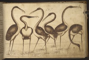 Hozzáadás. 82955, f.110 Madarak.   , a Historia Animaliumtól, (245 különböző állatfajtáról és mitikus lényről készült toll- és tusrajzból áll, mindegyikhez leírás tartozik.)    1595 alkotó: Italian School