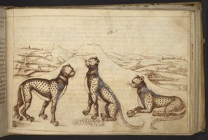 Hozzáadás. 82955, f.170 Párduc ("kanári farkas")., Historia Animalium alkotó: Italian School