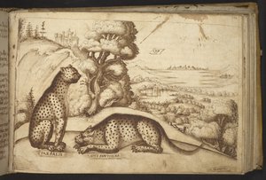 Hozzáadás. 82955, f.176 Leopárdok ("pardalis sive panthera").  , a Historia Animaliumtól, (245 különböző állatfajtáról és mitikus lényről készült toll- és tusrajzból áll, mindegyikhez leírás tartozik.)    1595 alkotó: Italian School