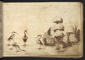 Hozzáadás. 82955, f.26 gázlómadarak (