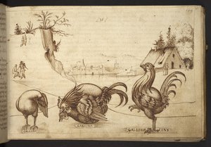 Hozzáadás. 82955, f.37   Csirkék (