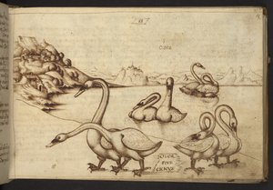 Hozzáadás. 82955, f.57   Hattyúk (