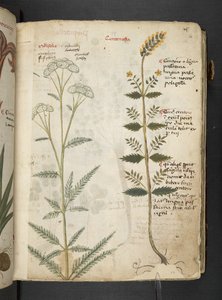 Adja hozzá az MS 41623 "A gyógynövény", Belluno (tinta és szín a pergamen) alkotó: Italian School