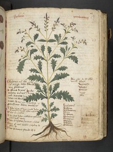 Adja hozzá az MS 41623 "A gyógynövény", Belluno (tinta és szín a pergamen) alkotó: Italian School