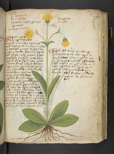 Adja hozzá az MS 41623 "A gyógynövény", Belluno (tinta és szín a pergamen) alkotó: Italian School