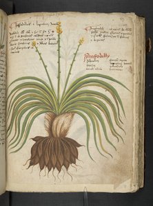 Adja hozzá az MS 41623 "A gyógynövény", Belluno (tinta és szín a pergamen) alkotó: Italian School