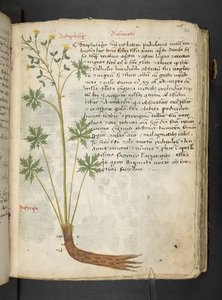 Adja hozzá az MS 41623 "A gyógynövény", Belluno (tinta és szín a pergamen) alkotó: Italian School