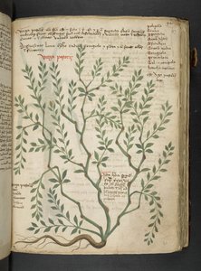Adja hozzá az MS 41623 "A gyógynövény", Belluno (tinta és szín a pergamen) alkotó: Italian School