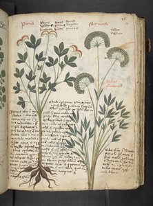 Adja hozzá az MS 41623 "A gyógynövény", Belluno (tinta és szín a pergamen) alkotó: Italian School