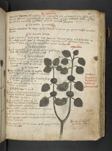 Adja hozzá az MS 41623 "A gyógynövény", Belluno (tinta és szín a pergamen) alkotó: Italian School
