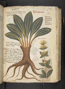 Adja hozzá az MS 41623 "A gyógynövény", Belluno (tinta és szín a pergamen) alkotó: Italian School