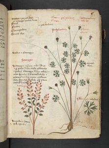 Adja hozzá az MS 41623 "A gyógynövény", Belluno (tinta és szín a pergamen) alkotó: Italian School
