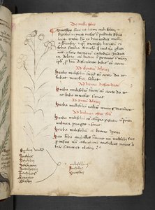 Adja hozzá az MS 41623 "A gyógynövény", Belluno (tinta és szín a pergamen) alkotó: Italian School