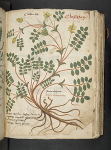 Adja hozzá az MS 41623 "A gyógynövény", Belluno (tinta és szín a pergamen) alkotó: Italian School