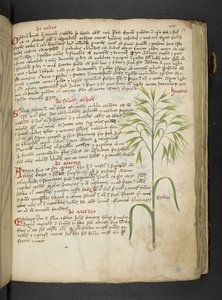 Adja hozzá az MS 41623 "A gyógynövény", Belluno (tinta és szín a pergamen) alkotó: Italian School
