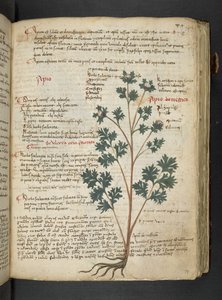 Adja hozzá az MS 41623 "A gyógynövény", Belluno (tinta és szín a pergamen) alkotó: Italian School