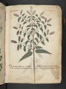 Adja hozzá az MS 41623 "A gyógynövény", Belluno (tinta és szín a pergamen) alkotó: Italian School