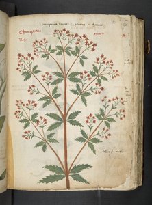 Adja hozzá az MS 41623 "A gyógynövény", Belluno (tinta és szín a pergamen) alkotó: Italian School