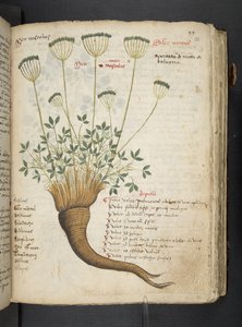 Adja hozzá az MS 41623 "A gyógynövény", Belluno (tinta és szín a pergamen) alkotó: Italian School