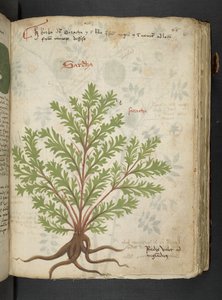 Adja hozzá az MS 41623 "A gyógynövény", Belluno (tinta és szín a pergamen) alkotó: Italian School