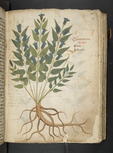 Adja hozzá az MS 41623 "A gyógynövény", Belluno (tinta és szín a pergamen) alkotó: Italian School